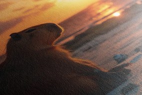Stampa su tela – Capibara al tramonto