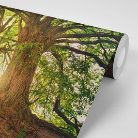 Carta da parati – Alberi maestosi