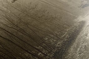 Quadro su tela – Sentiero nella foresta in seppia