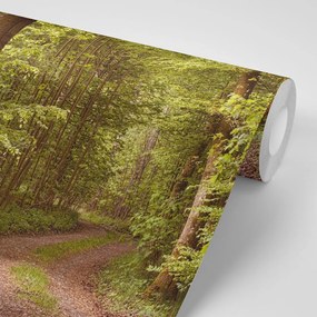 Carta da parati – Bosco verde