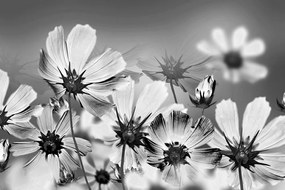 Carta da parati – Fiori in bianco e nero