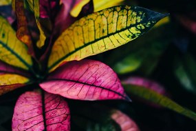 Carta da parati – Foglie colorate