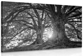 Quadro su tela – Alberi maestosi in bianco e nero