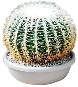 Pianta da interno ECHINOCACTUS GRUSONII SPINA ALBIS D.CM40