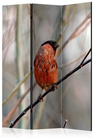 Paravento Bullfinch in the forest [Room Dividers]