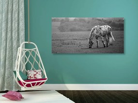 Quadro su tela – Cavallo nel prato in bianco e nero