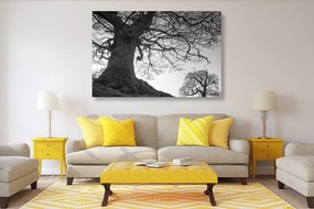 Quadro su tela – Simbiosi degli alberi in bianco e nero