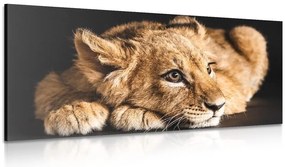 Quadro su tela – Cucciolo di leone