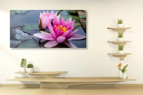 Quadro su tela – Fiore di loto rosa