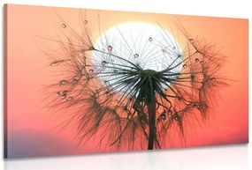 Stampa su tela – Soffione al tramonto