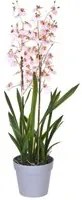 Orchidea Artificiali Oncidium a 3 Diramazioni con Vaso Altezza 45 cm Rosa