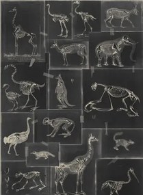 Skelett Tapete Zooarchaeology von MIND THE GAP - WP20237
