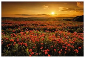 Stampa su tela Poppies field, multicolore 80 x 135 cm