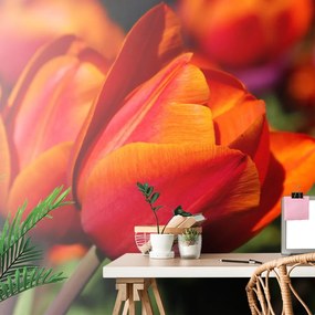 Carta da parati – Tulipani magnifici nel prato