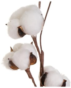 Pianta essiccata (altezza 55 cm) Cotton - Casa Selección