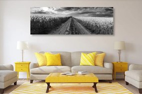 Quadro su tela – Tramonto sul campo in Slovacchia in bianco e nero