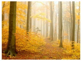 Fotomurale bosco autunno