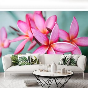 Carta da parati Plumeria rosa 104x70 cm