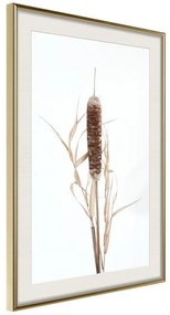 Poster  Typha  Cornice Quadri Cornice d'oro con passe-partout, Larghezza x Altezza Home decor 20x30