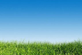 Carta da parati – Cielo sopra il prato