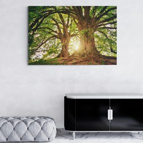Stampa su tela – Alberi maestosi