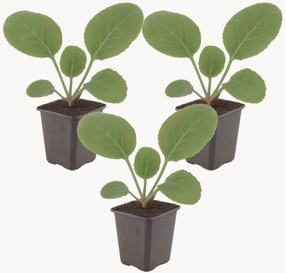 Set di 3 piante vere Bergenia Cordifolia