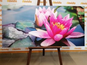 Quadro su tela – Fiore di loto rosa