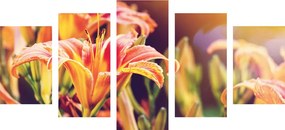 Quadri 5 pezzi – Bellissimi fiori in giardino