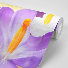 Carta da parati autoadesiva – Fiore in atmosfera primaverile
