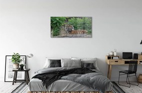 Quadro vetro acrilico Foresta di tigre 100x50 cm