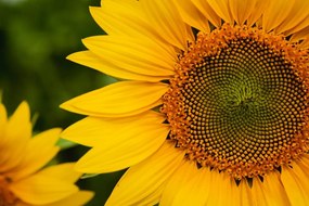 Stampa su tela – Girasole giallo