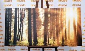 Quadro su tela – Foresta inondata di sole