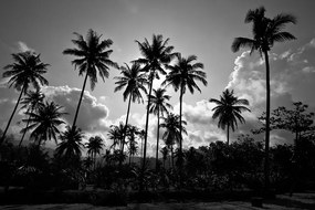 Carta da parati – Palme di cocco sulla spiaggia in bianco e nero
