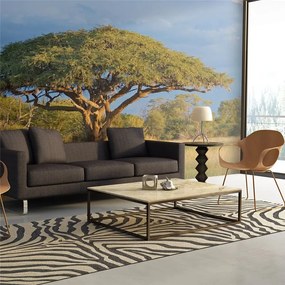 Fotomurale  Acacia africana  Parco Nazionale Hwange, Zimbabwe  Colore Beige, Dimensioni e Misure 250x193