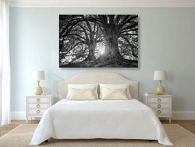 Quadro su tela – Alberi maestosi in bianco e nero
