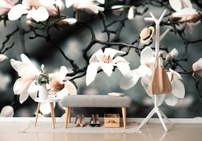 Carta da parati – Magnolia che si sveglia al sole