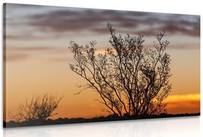 Stampa su tela – Rami al tramonto