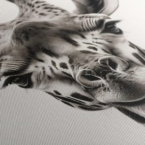 Quadro su tela – Sguardo della giraffa