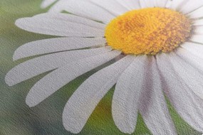 Stampa su tela – Fiori di camomilla