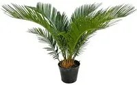 Pianta di CYCAS REVOLUTA palma nana IN VASO 14 CM h40 cm FOTO REALE