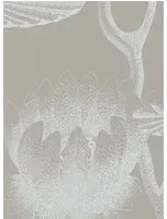 Cole & Son Carta da parati Lily - kieselgrau/ weiß