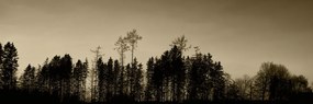 Stampa su tela – Foresta in seppia