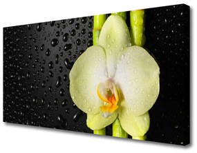 Stampa quadro su tela Fiori di orchidea di bambù 100x50 cm