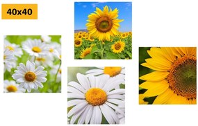 Set di quadri – Splendidi fiori nel prato