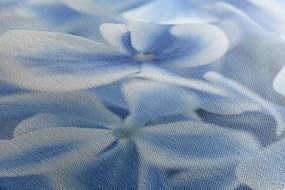 Stampa su tela – Fiori di ortensia blu-bianco
