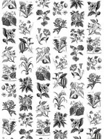 Rebel Walls Carta da parati panoramica Fruit & Flora - Black/ White