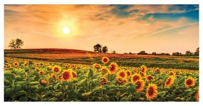 Stampa su tela Sunflowers field, multicolore 70 x 140 cm