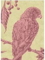 Lewis & Wood Carta da parati Squawk - Cantaloupe