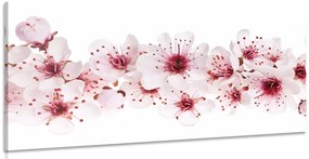 Stampa su tela – Fiori di ciliegio
