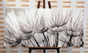 Stampa su tela – Semi di soffione in bianco e nero